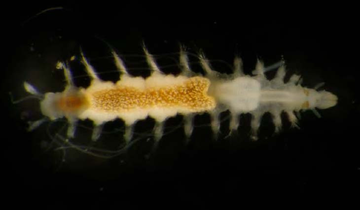 Anguillosyllis new species from off California