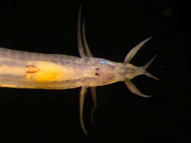 Pisionidens