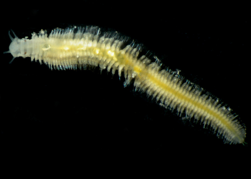 Ophryotrocha bohnorum